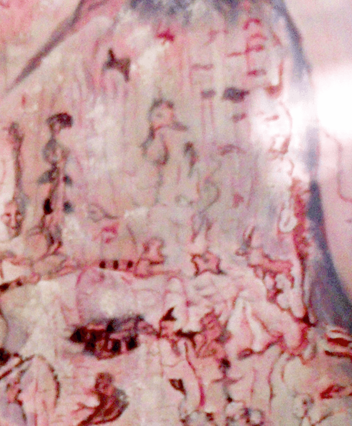 Tree Scroll 5 view 5
